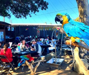 Image of painting called Painting Fundraiser Event at Free Flight Exotic Bird Sanctuary
